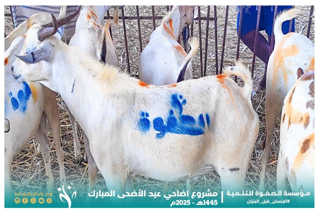 مؤسسة الصفوة تستكمل مراحل مشروع أضاحي عيد الأضحى السنوي بالعاصمة عدن 