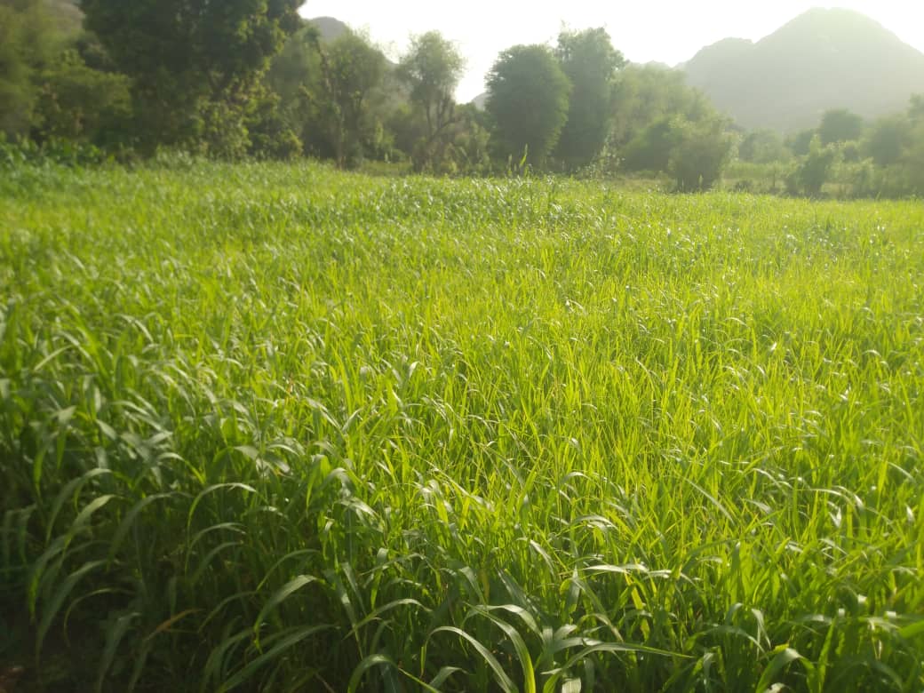 جمعية مكيديم تناشد بدعم عاجل لإنقاذ الزراعة وتحقيق الأمن الغذائي